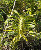 Vanda saxatilis, erect stem of a clump on a limestone cliff directly exposed to the sea spray, Saleman, Seram, Moluccas