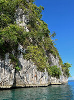 Vanda saxatilis on a limestone cliff directly exposed to the sea spray, Saleman, Seram, Moluccas