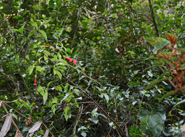 Vanhouttea (= Sinningia) gardneri as a climber close to Begonia angulata, Serra dos Orgaos NP,Teresopolis , Brazil