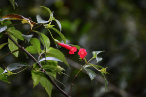 Vanhouttea (= Sinningia) gardneri, Serra dos Orgaos NP,Teresopolis , Brazil