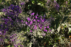 Vernonia bipontini, inflorescences and densely white tomentose leaves, Simien NP, 3000 m asl, Ethiopia