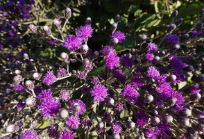 Vernonia bipontini, inflorescences, Simien NP, 3000 m asl, Ethiopia