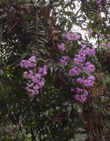 Quechualia (syn. Vernonia) fulta, drooping inflorescences, Aguas Calientes, Cuzco, Peru