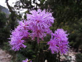 Quechualia fulta, flowers close up