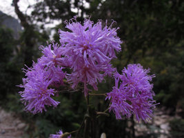 Quechualia (syn. Vernonia) fulta, flowers close up, Aguas Calientes, Cuzco, Peru