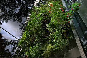 Vertical Garden by Patrick Blanc at the Cartier Foundation with flowering Abutilon, Paris, May 2008, Photo Véronique Lalot