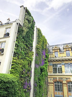 Vertical Garden by Patrick Blanc, Campanulas in full bloom, Rue d&#039;Alsace, Paris,  June 2019