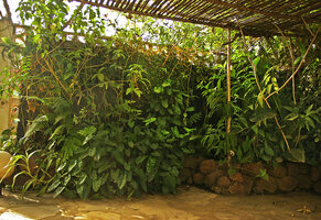Vertical Garden by Patrick Blanc in the house of Philippe Birnbaum, Bamako, Mali