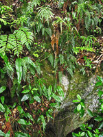 Vertical limestone cave entrance covered in ferns, Cyrtomium fortunei, Neocheiropteris ensata, Polystichum tsus-simense, Pteris nipponica, Yamaguchi, Japa