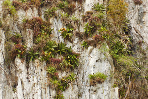 Vertical limestone cliff mostly covered by evergreen Monocotyledons such as Anthurium venosum, Hohenbergia penduliflora, Tillandsia spp.  and Agave tubulata, Mogotes, Valle de Vinales, Cuba