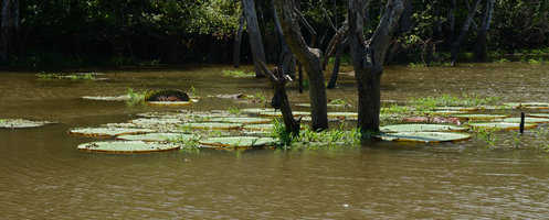 Victoria amazonica, igapo edge, Manaos, Amazonas, Brazil
