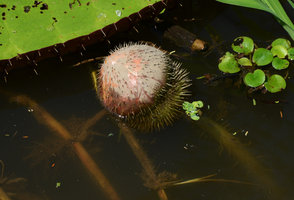 Victoria amazonica, spiny flower bud, Manaos, Amazonas, Brazil