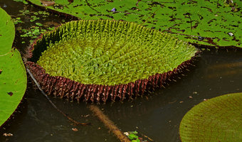 Victoria amazonica, young unfolded leaf, Manaos, Amazonas, Brazil