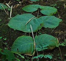 Vincetoxicum rotundifolium, thigmotropic leaves tightly appressed to the soil, Pai, Thailand