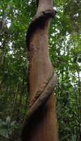 Vine and host tree, harmony or fighting - Redang, Malaysia