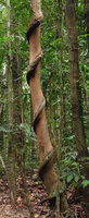 Vine and host tree, no winner - Redang, Malaysia