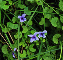 Viola hederacea, Wentworth Falls, NSW, Australia