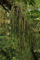 Vittaria ensifolia, Batu, Malang, Java
