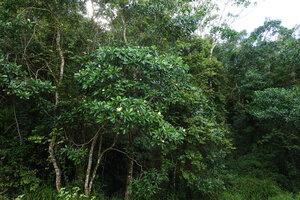 Voacanga thouarsii, flowering trees in swampy area, Amani, East Usambara, Tanzania