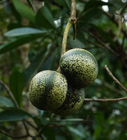 Voacanga thouarsii, fruits, Amani, East Usambara, Tanzania