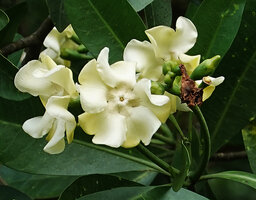 Voacanga thouarsii, inflorescence, Amani, East Usambara, Tanzania