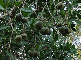 Voacanga thouarsii, paired fruits, Amani, East Usambara, Tanzania