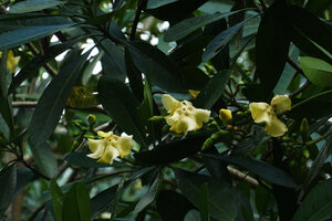 Voacanga thouarsii, young flowers opening yellow and glaucous leaves, Amani, East Usambara, Tanzania