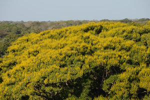 Vochysia divergens flowering crown, Pantanal, Cuiaba, Brazil
