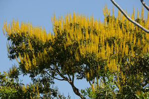 Vochysia divergens, Pantanal, Cuiaba, Brazil