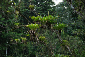 Vriesea sp., Tenorio, Costa Rica