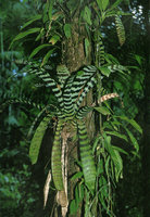 Vriesea splendens with its famous dark brown stripes in natural habitat, Petit Saut, French Guyana