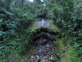 Waterfall covered by Cyclanthaceae, Xanthosoma pubescens and others, Madre de Dios, Peru