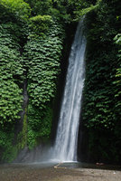 Waterfall walls covered by Elatostema macrophyllum, Munduk, Bali