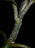 Whitfieldia orientalis, stellate hairs covering the young parts of stem and petiole, Amboni Caves, Tanga, Tanzania