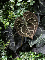 Wild and the Moon, Indoor restaurant at Printemps Doha, Anthurium clarinervium on Vertical Gardens by Patrick Blanc