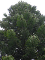 Wollemia nobilis cultivated in the Blue Mountains Botanic Garden, Mount Tomah, NSW, Australia