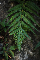 Woodwardia prolifera, detail and Boehmeria, Taroko, Taiwan