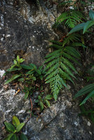 Woodwardia prolifera and Boehmeria, Taroko, Taiwan