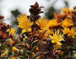 Kania hirsutula, five petalled flowers and numerous stamens grouped by 2 to 4, Anggi Lakes, 2300 m asl, Arfak Mts, West Papua