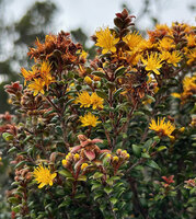 Kania hirsutula, flowers with five petals, Anggi Lakes, 2300 m asl, Arfak Mts, West Papua