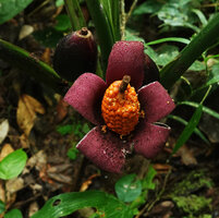 Xanthosoma crassilaminum, mature infructescence with recurved pink recurved basal succulent lobes  issued from the lower part of the spathe, Yasuni NP, Ecuador