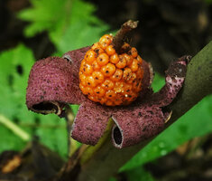 Xanthosoma crassilaminum, open mature infructescence with pink recurved succulent lobes issued from the lower part of the spathe and bright orange berries, Yasuni NP, Ecuador