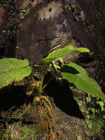 Xanthosoma pubescens, adult individual with tiny bulbils at the base of the stem, on a vertical seeping rock, Manu NP, 2000 m, Peru