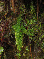 Xanthosoma pubescens, hundreds of tiny bulbils germinating on vertical seeping rock close to waterfall, Manu NP, 2000 m, Peru
