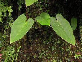 Xanthosoma pubescens on a vertical seeping rock, Manu NP, 2000 m, Peru