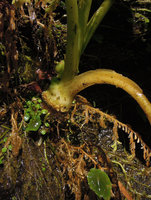 Xanthosoma pubescens, tiny bulbils at the base of the stem on a vertical seeping rock, Manu NP, 2000 m, Peru