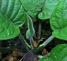 Xanthosoma trichophyllum, hairy blades, petiole and spathe, Calanoa, Leticia, Colombia
