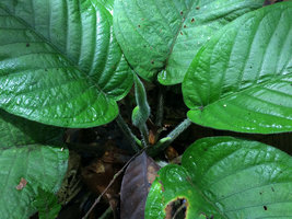 Xanthosoma trichophyllum inflorescence with hairy spatha, Amacayacu NP, Leticia, Colombia