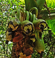 Xanthosoma undipes, mature fruits, El Pahuma Orchid reserve, Pichincha, Ecuador