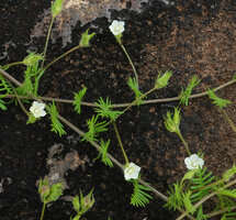 Xenostegia pinnata, flowers, Katavi NP, Tanzania